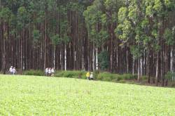 2ª Caminhada Internacional da Natureza de Assaí