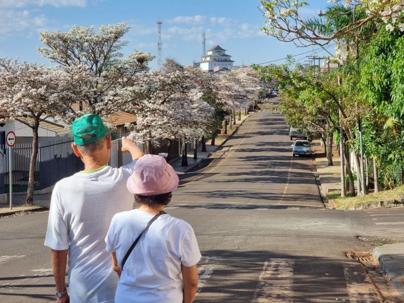 ASSAÍ AMANHECEU MAIS BONITA COM A FLORADA DOS IPÊS