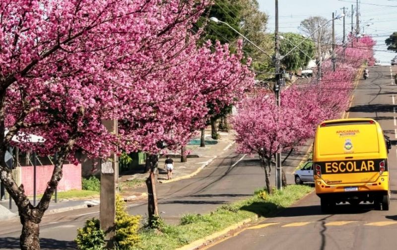 PREFEITURA INICIA NOVA ARBORIZAÇÃO COM MUDAS DE SAKURÁ NA RUA PETRÓPOLIS.